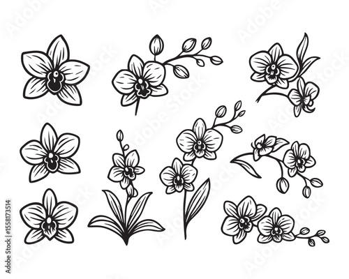 Vintage Vector Orchid Flower Icon Set with Botanical Elements