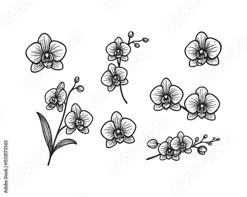 Vintage Vector Orchid Flower Icon Set with Botanical Elements