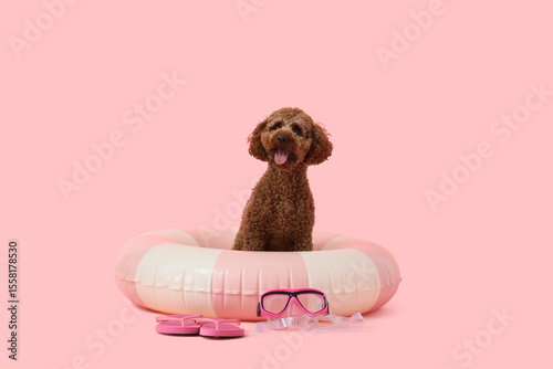 Cute Toy Poodle with inflatable ring, snorkeling mask and flip-flops on pink background