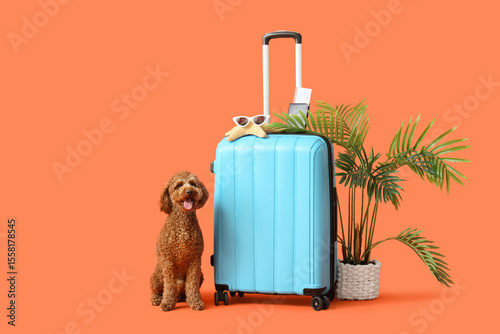 Cute Toy Poodle with suitca...
