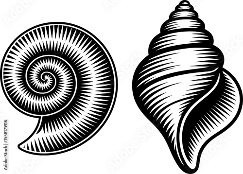 Silhouette of spiral and conch seashells in black and white with fine line shading, ideal for summer, beach, vintage, and minimalist coastal-themed designs