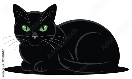 black and white cat