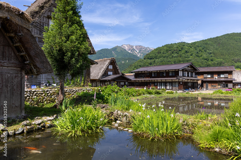 Obraz premium 白川郷の合掌造り家屋と初夏の水田 2025年6月撮影。白川郷の合掌造りの古民家と、水田に映る緑豊かな風景が広がる。 