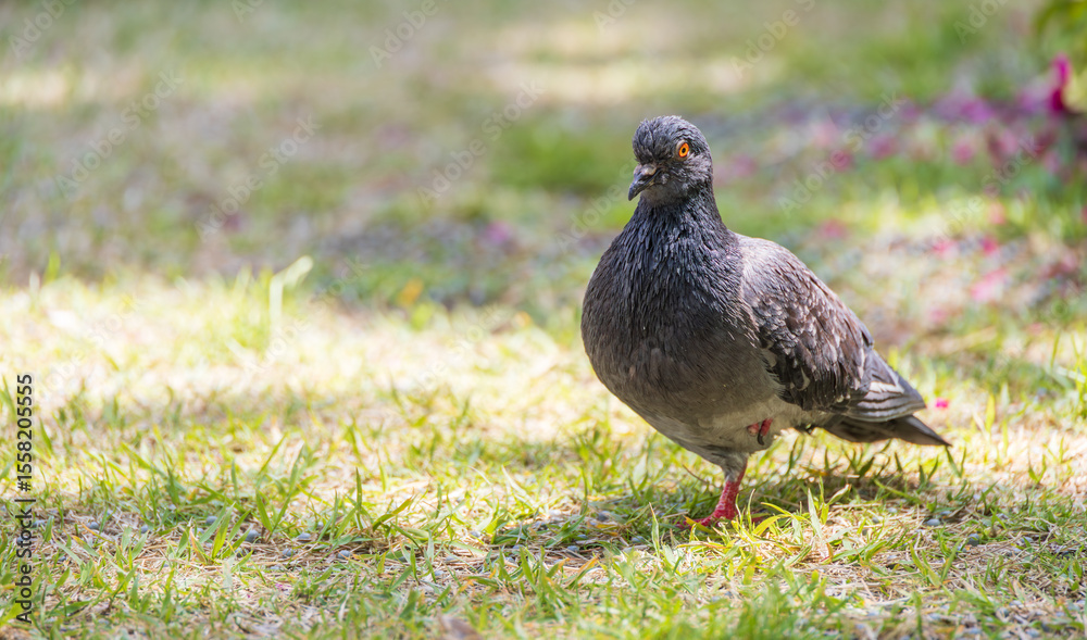 Obraz premium In the middle of the green lawn, a pigeon pauses in stillness. Columbidae