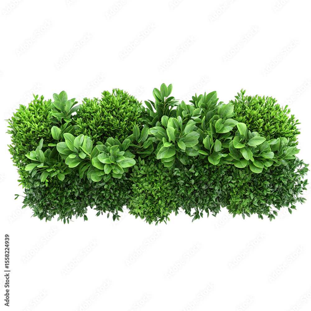 Obraz premium Parsley Isolated on White Background PNG for Fresh Herb and Culinary Concepts