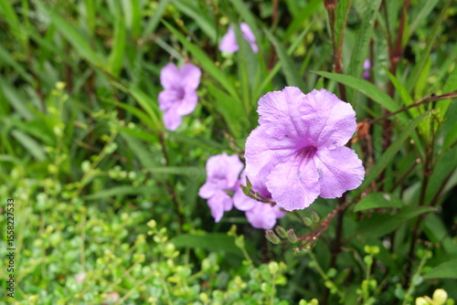 Purple Ruellia Flower in Lush Garden