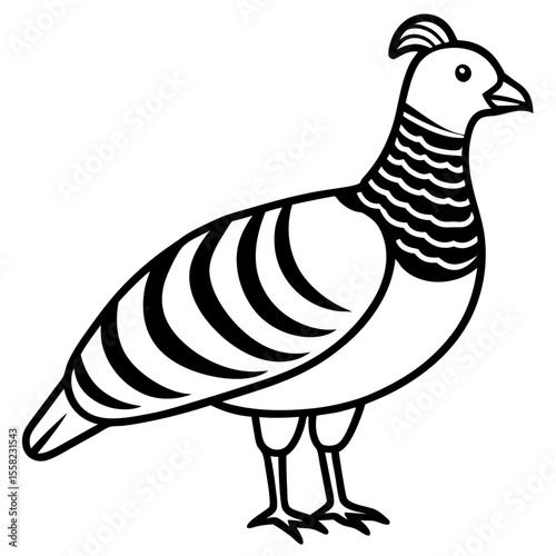 Monochrome Zebra Dove Line Drawing