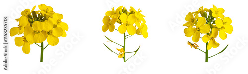 Sat Delicate wallflower blossom with yellow petals, isolated on transparent background PNG