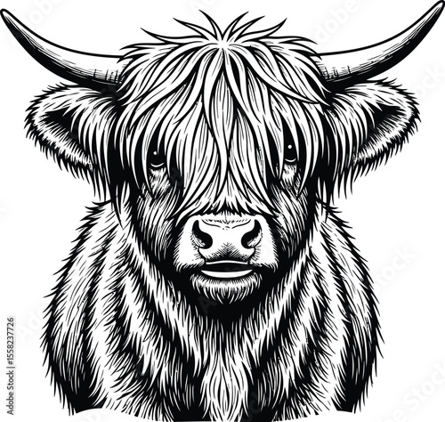 Illustration of a highland cow with long hair and horns in black ink