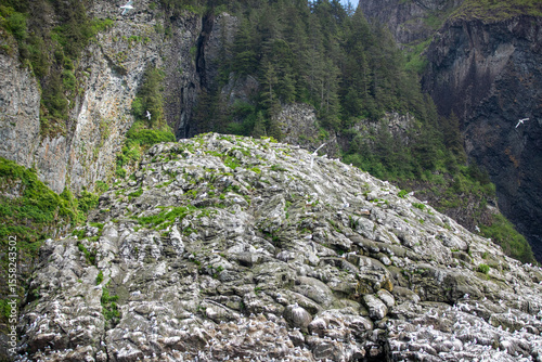 Foto Large colony of seabirds nesting on rugged coastal cliffs covered with moss and vegetation in Kenai Fjords National Park, Alaska