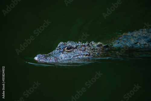 Very dangerous animal Chinese alligator close-up