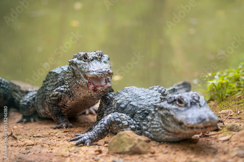 Very dangerous animal Chinese alligator close-up