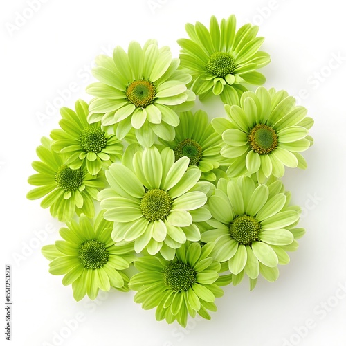 Vibrant Spring Flowers in Close-Up: Green Daisies in Full Bloom. Generative AI