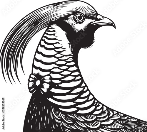 Golden Pheasant in Striking Black and White Art Print