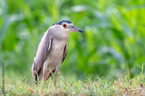 footage of heron, The black-crowned night heron or black-capped night heron, commonly shortened to just night heron in Eurasia