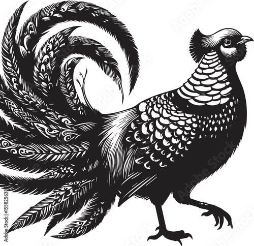 Golden Pheasant in Striking Black and White Art Print