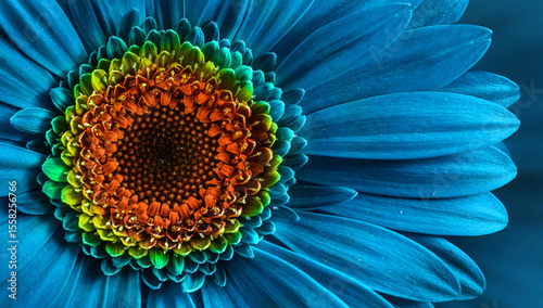  Gerbera blue flower close up. Macro photography. Card blue Gerbera Flower. Natural romantic conceptual floral Macro background.