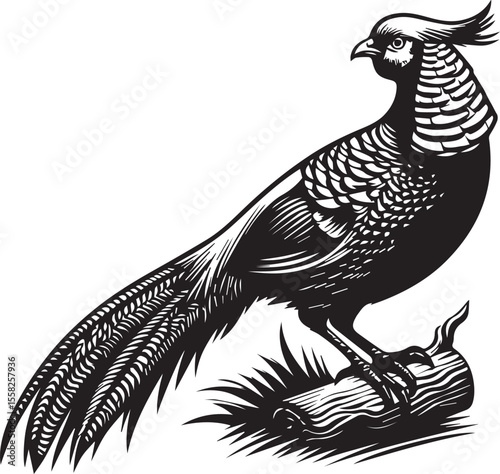 Golden Pheasant in Striking Black and White Art Print
