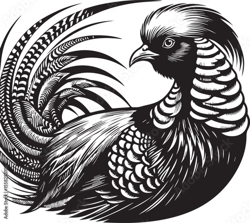 Golden Pheasant in Striking Black and White Art Print