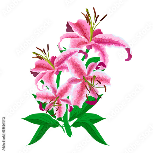 lily flower painting vector illustration. Beautiful lily on white background. 