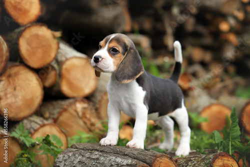 Cute little beagle puppy in nature