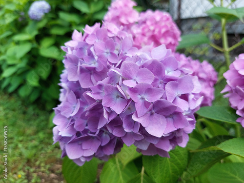 bud of light purple hortensia on green bush. Flower blooms in garden