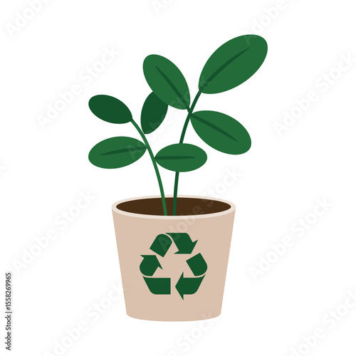 A young, green houseplant with new leaves grows in a white pot, isolated as a symbol of life and nature's spring growth