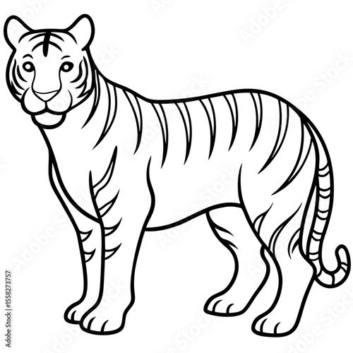 Roaring Grace White Tiger Full Body Line Drawing