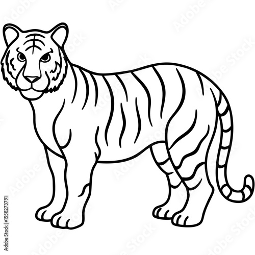 Roaring Grace White Tiger Full Body Line Drawing