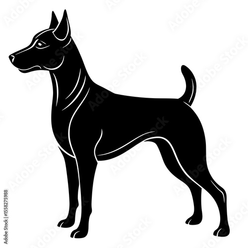 black and white dog