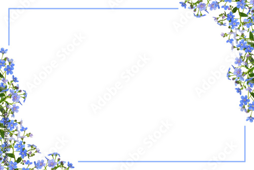rig of blue forget-me-not (...