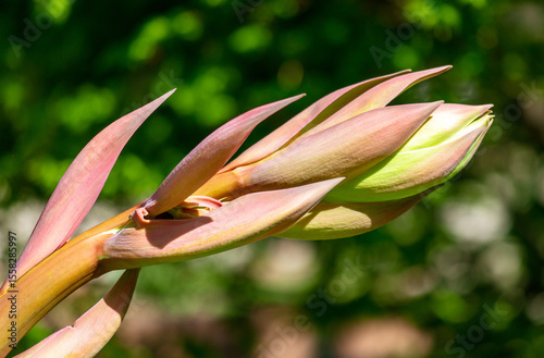 A flower bud is shown in full bloom, with its green