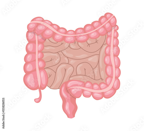 Human intestines showing large and small intestine