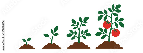 Life cycle of tomato plant. Growth stages from seed to flowering and fruiting plant with ripe red tomatoes in garden.
