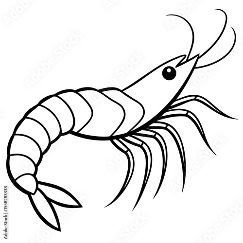 Shrimp Outline Vector