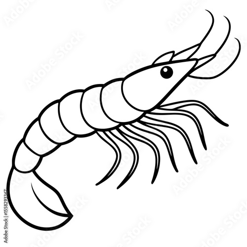 Shrimp Outline Vector