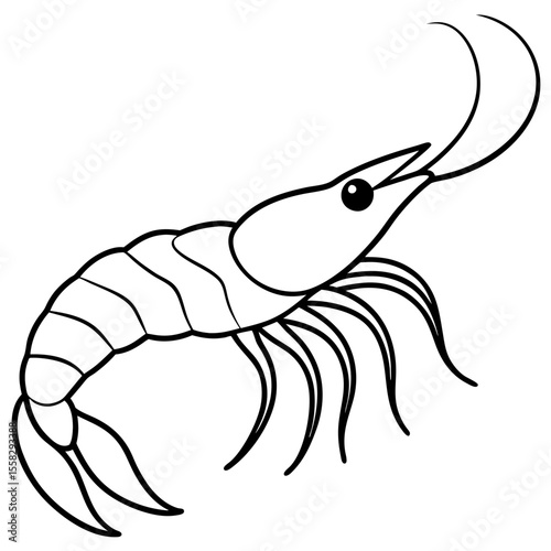 Shrimp Outline Vector