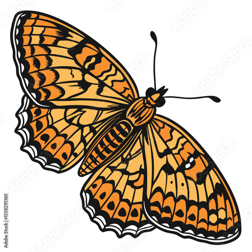Beautiful orange butterfly with intricate black patterns on its wings on white