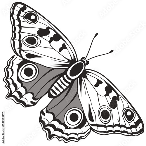 Detailed vector illustration of a butterfly with intricate wing patterns and spots