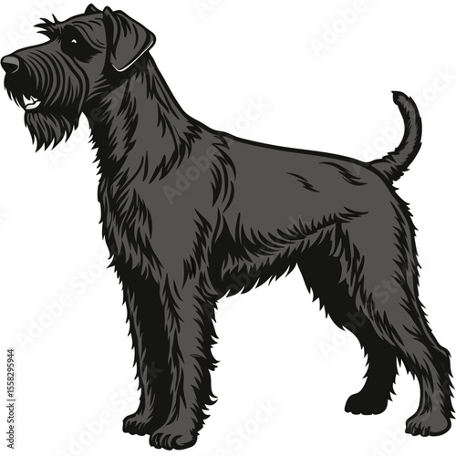 Full body vector illustration of a dignified and elegant Black Russian Terrier