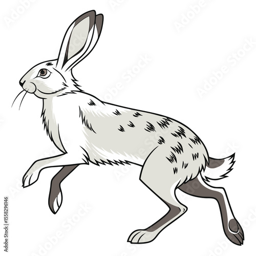 Illustration of a Jackrabbit Running with an off white and gray color