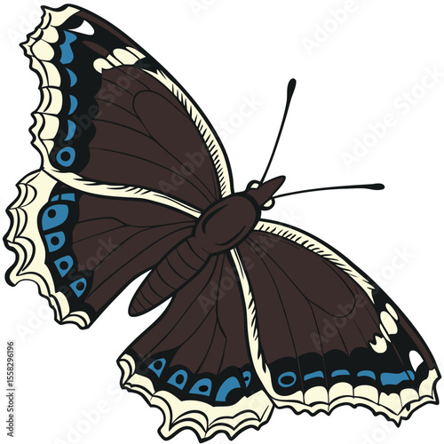 Illustration of a mourning cloak butterfly with detailed wing markings and colors
