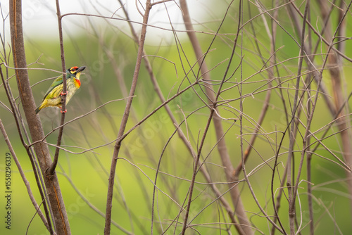 Wallpaper Mural Coppersmith Barbet - Psilopogon haemacephalus, beautiful colored barbet native to forests and woodlands of Southeast Asia, Vietnam. Torontodigital.ca