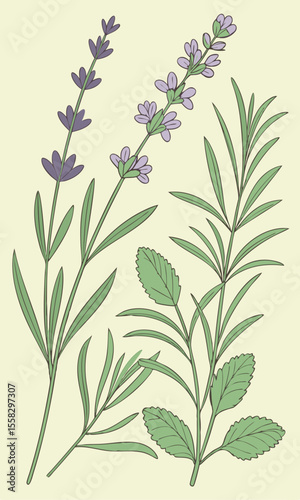 Flat style botanical herb pattern, lavender, rosemary, mint leaves in soft natural colors