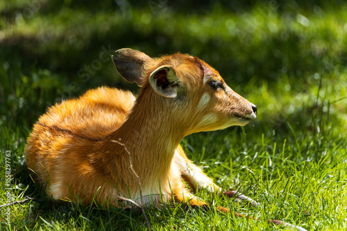 Принти на полотні Young sitatunga antelope resting peacefully on lush green grass in sunlight