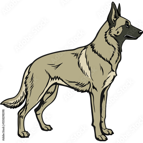 Tan Belgian Malinois Dog Standing Tall and Alert with a Focused Stance