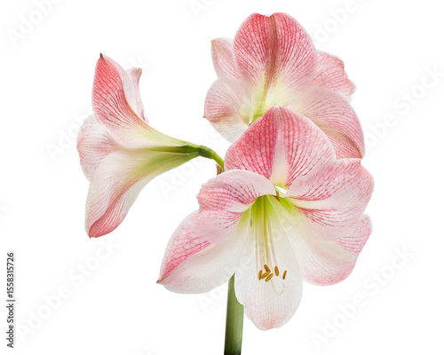 Foto Hippeastrum or Amaryllis flowers ,Pink amaryllis flowers isolated on white backg