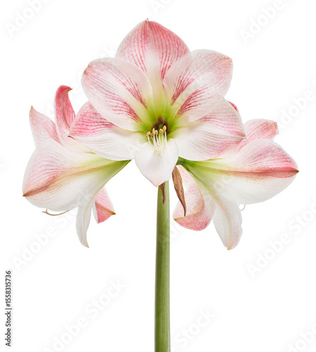 Obraz na plátně Hippeastrum or Amaryllis flowers ,Pink amaryllis flowers isolated on white backg