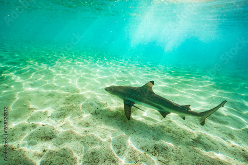 Wallpaper Mural a juvenile black tip shark in Raja Ampat Torontodigital.ca
