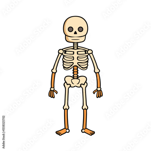 Full human skeleton anatomy illustration standing isolated on a clean white background for medical or educational use